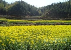 婺源油菜花