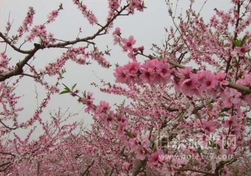 平谷桃花節(jié)