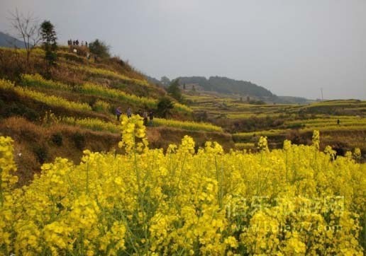 婺源江嶺油菜花