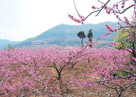 桃花沖